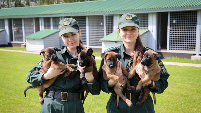 Robežsardzes vaislas kuce laida pasaulē kucēnu metienu