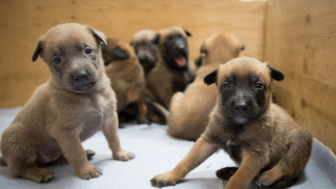 Robežsardzes vaislas kuce laida pasaulē kucēnu metienu