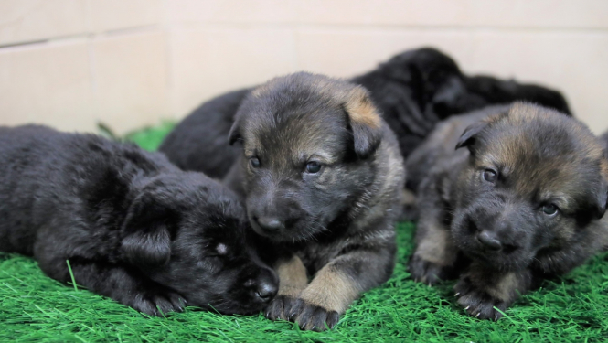 Robežsardzes vaislas kuce laida pasaulē kucēnu metienu