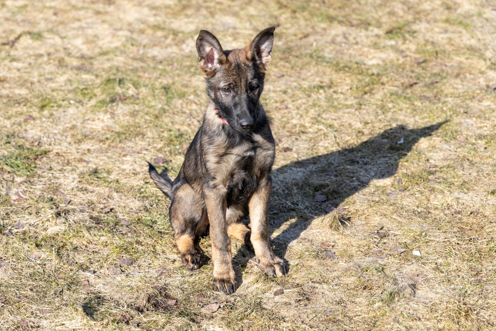 Valsts robežsardzes koledžā iegādāti jauni kucēni