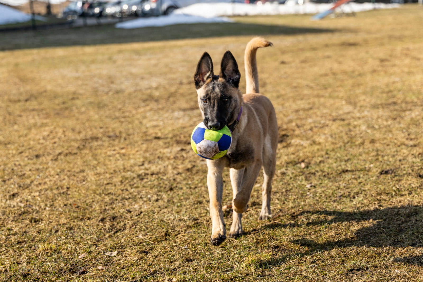 Valsts robežsardzes koledžā iegādāti jauni kucēni