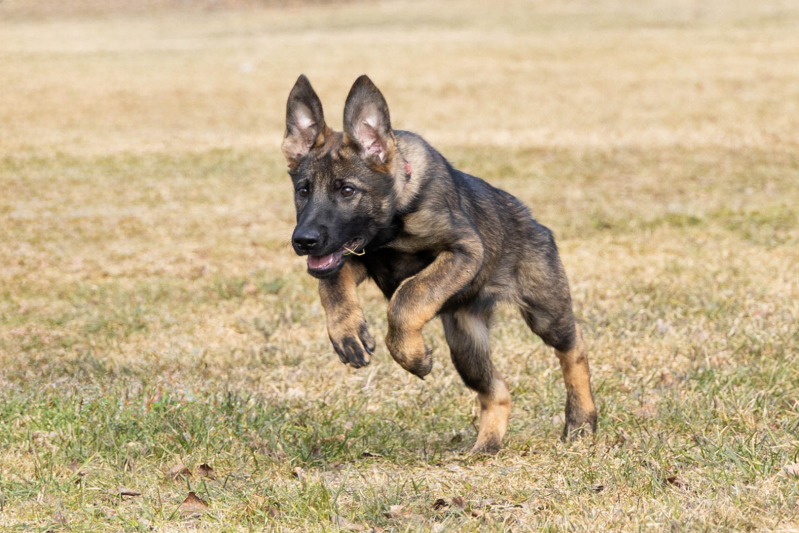 Valsts robežsardzes koledžā iegādāti jauni kucēni