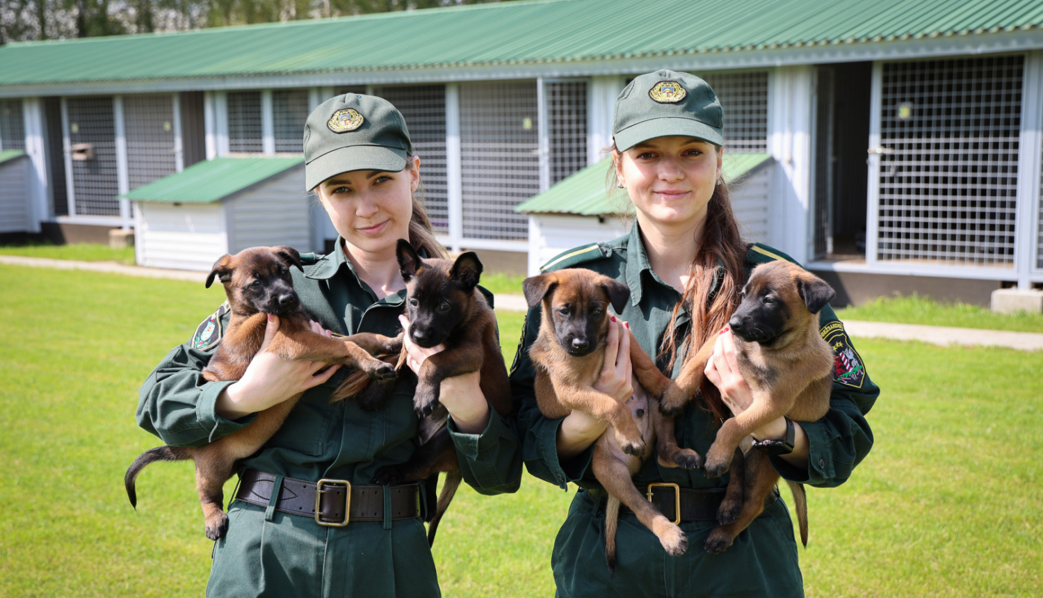 Robežsardzes vaislas kuce laida pasaulē kucēnu metienu