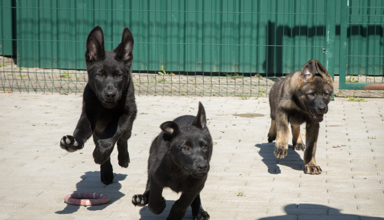 Kucēni uzsāks savas dienesta gaitas Valsts robežsardzē Nr.4