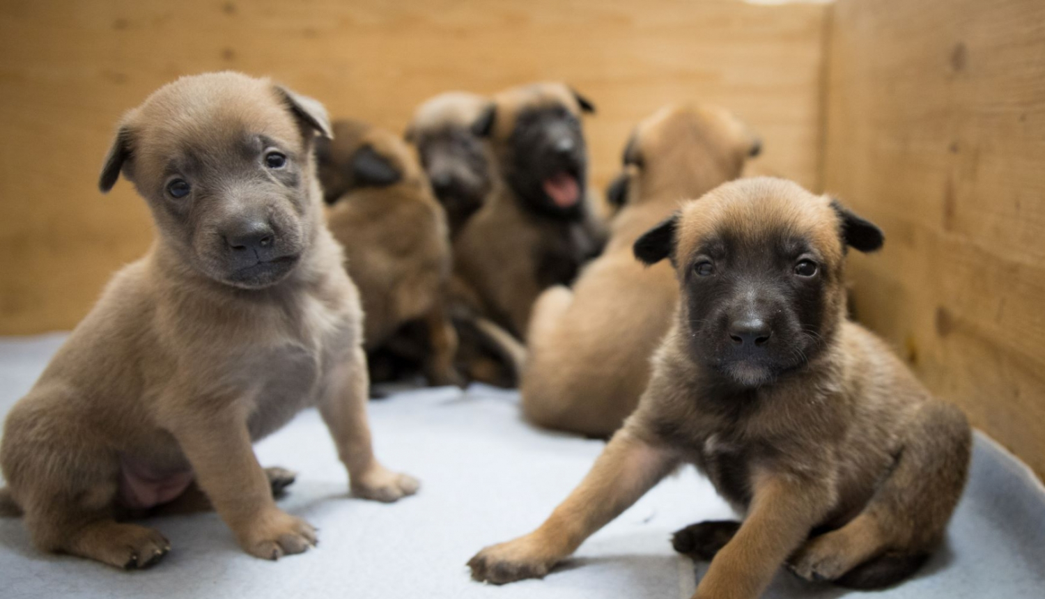 Robežsardzes vaislas kuce laida pasaulē kucēnu metienu
